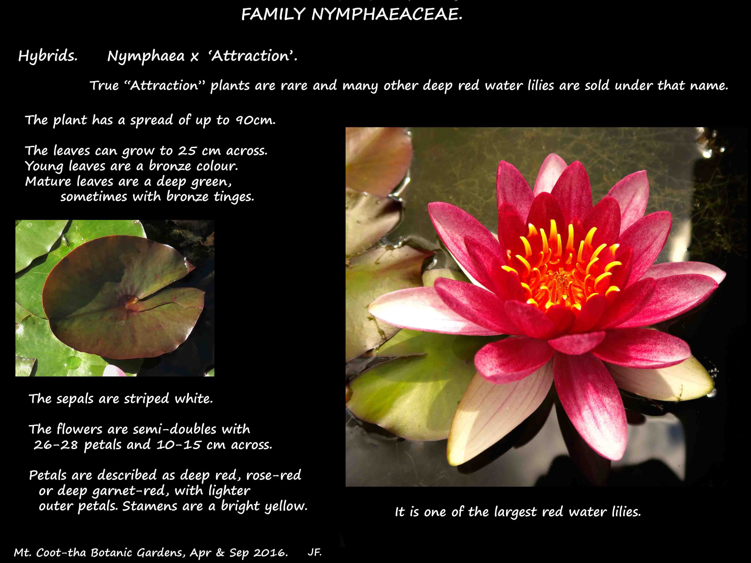 1 Nymphaea Attraction'